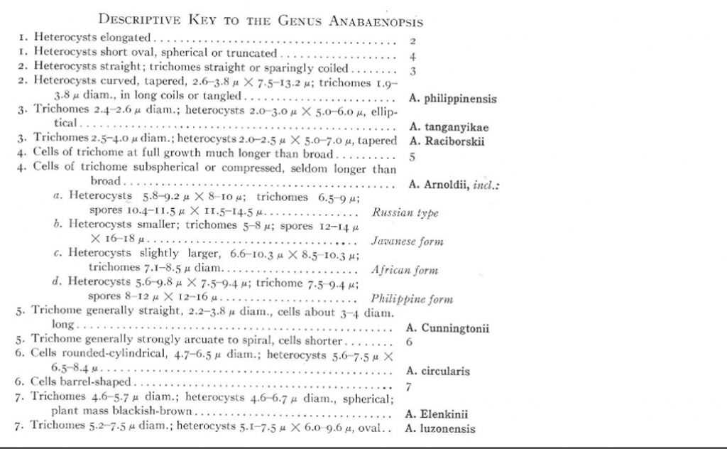 Probabile Anabaenopsis